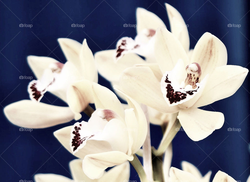 Orchids