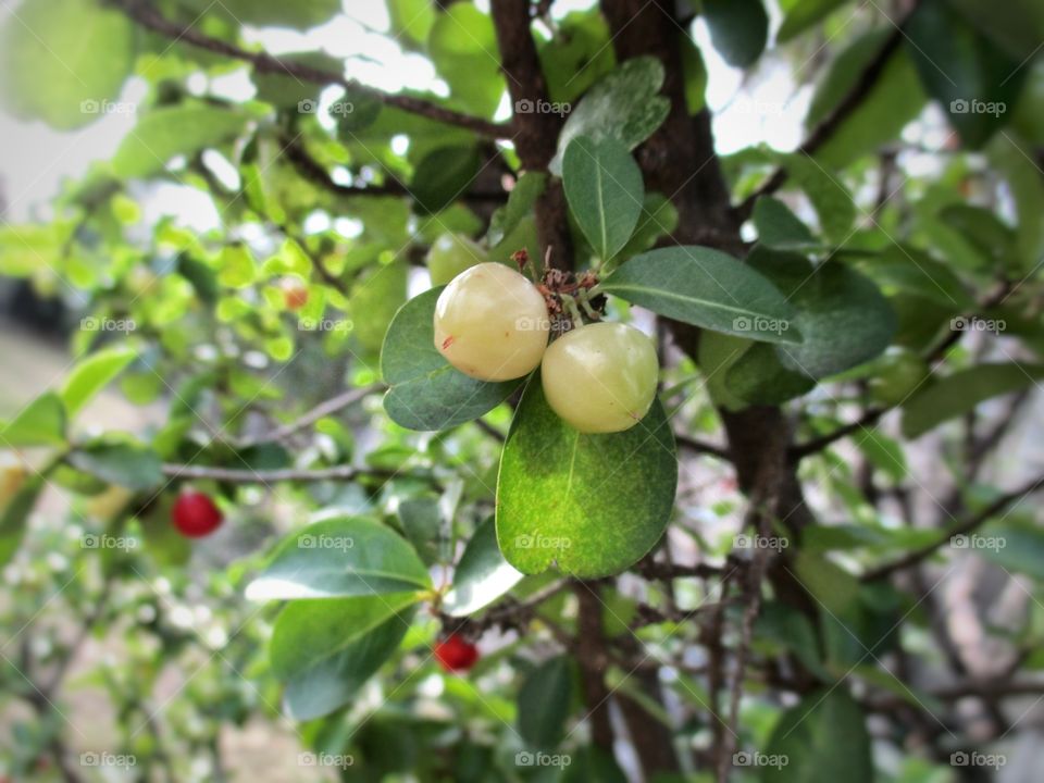cherry in the garden