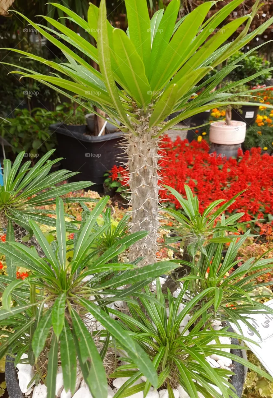 flowerstor
