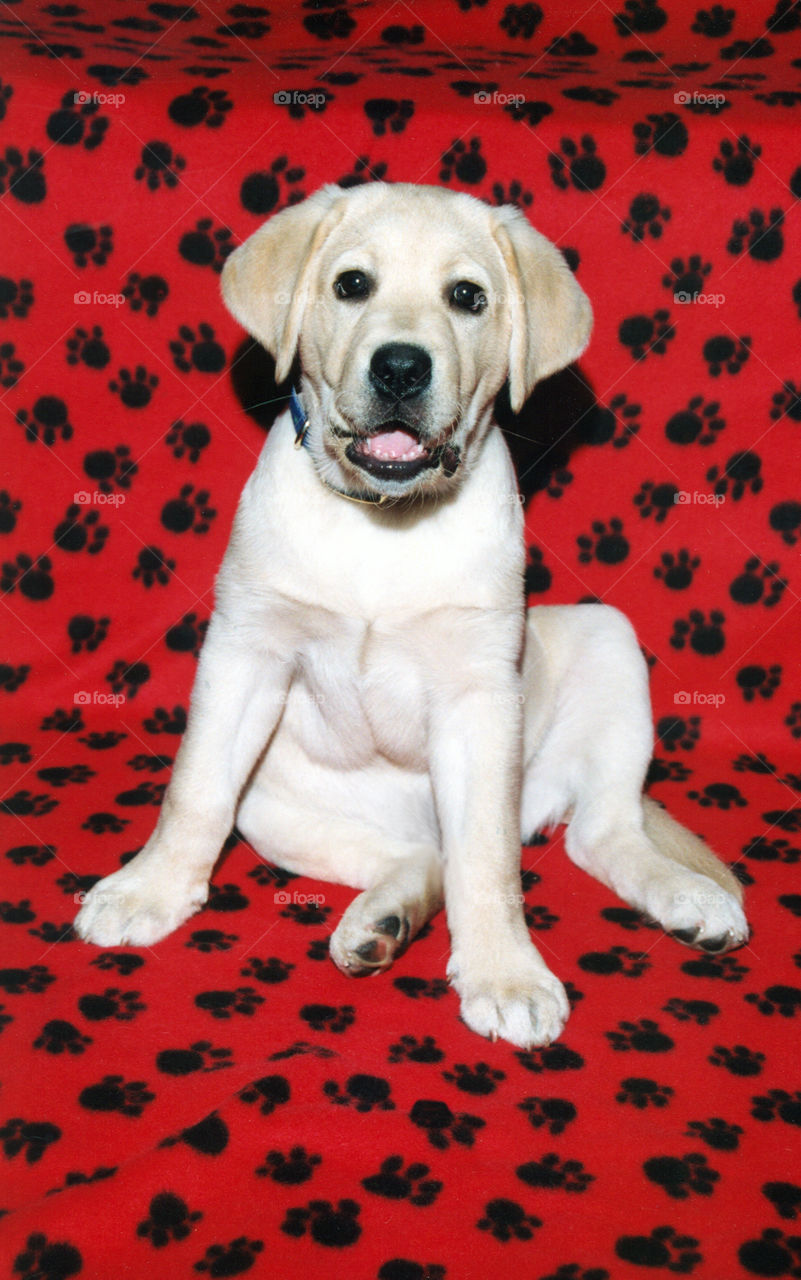 Yellow Labrador Puppy on a red and black blanket