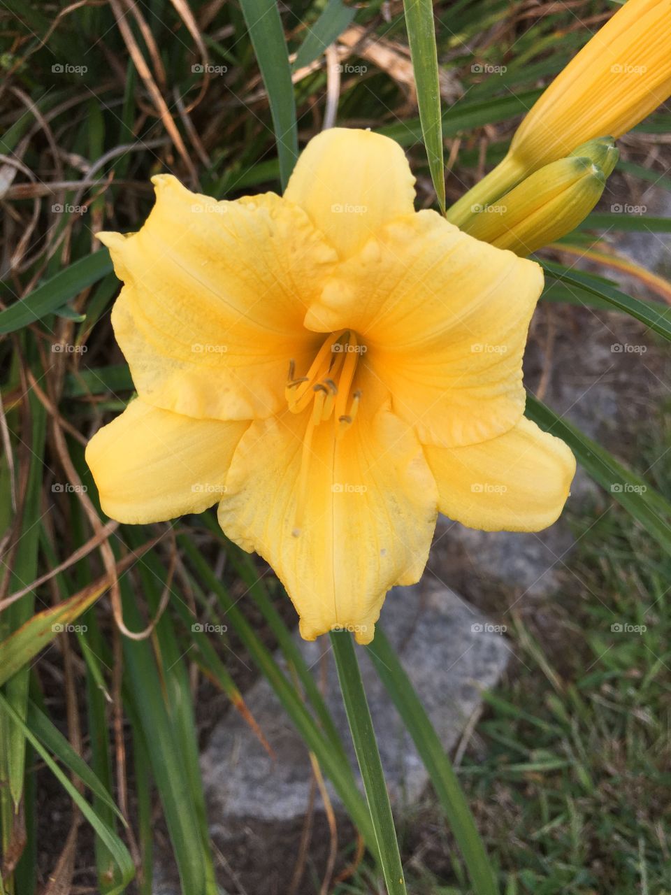 Yellow lily