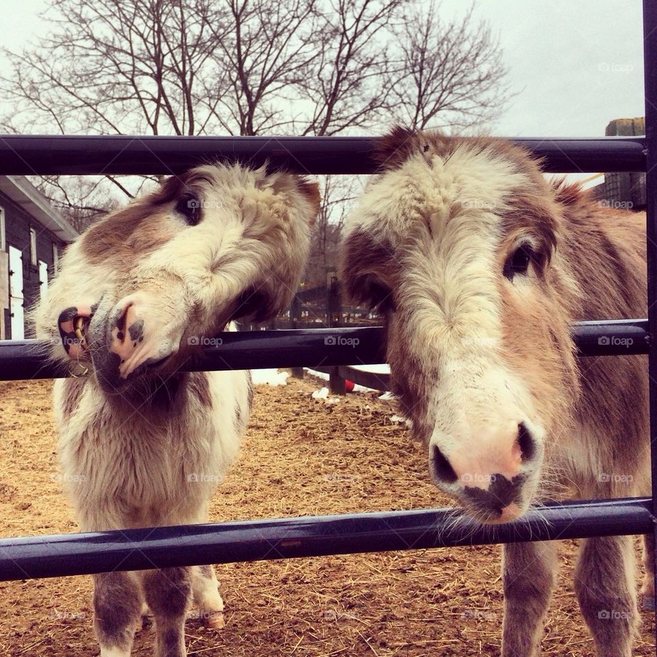 Close-up of two donkey's head