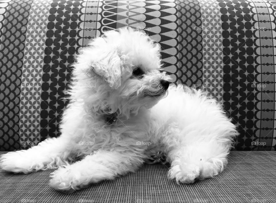 A monochrome shot of a white puppy with a side smile looking quite cheerful while lying on a zany pattern and it textured sofa.