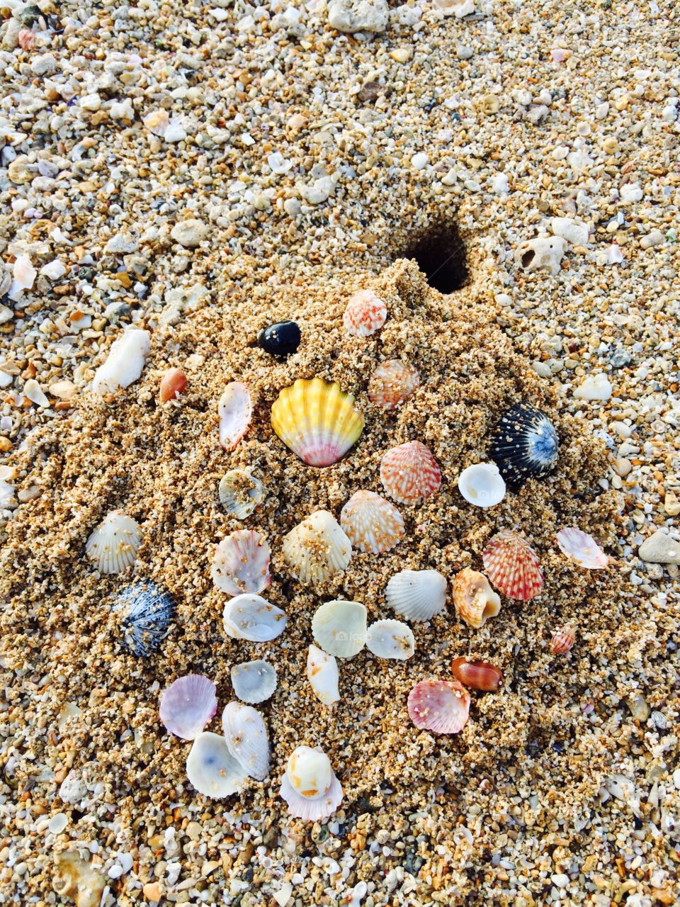 Hawaiian seashells 