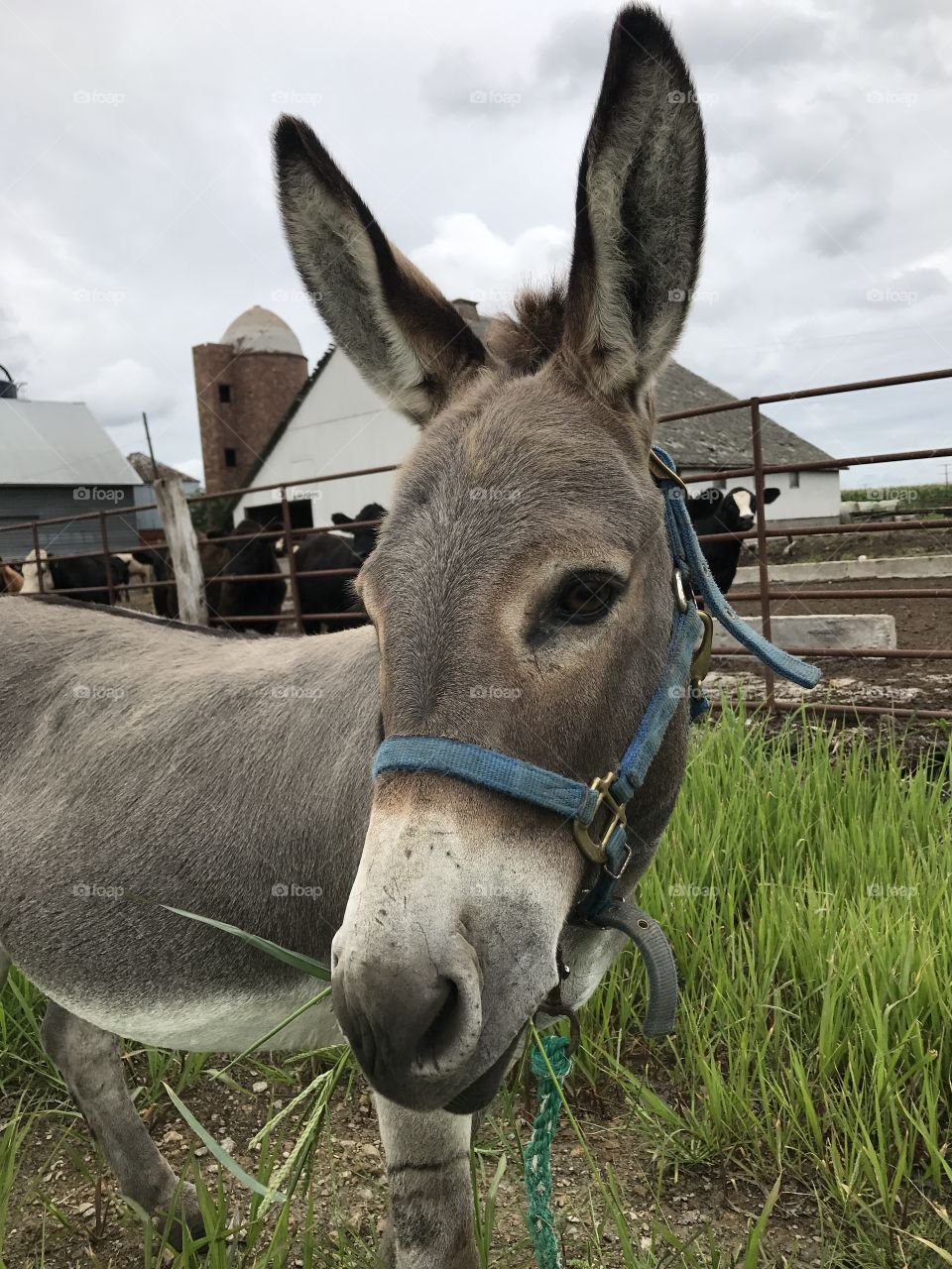 Our donkey out on a walk!