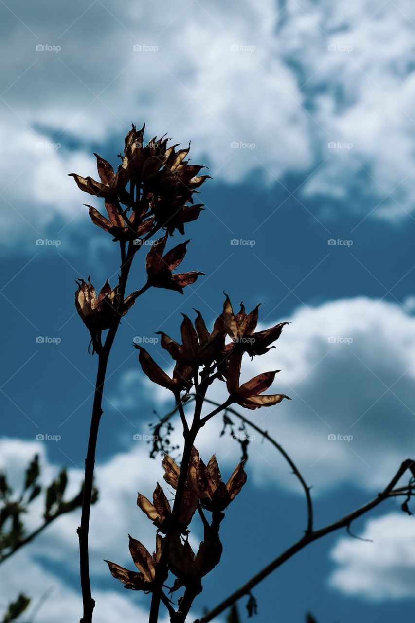 Springtime Plants Standing Tall Against The Blue Sky