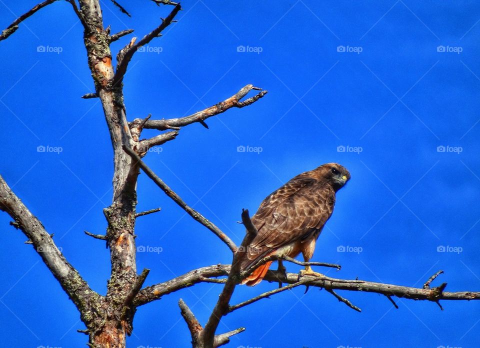 Hawk in the wild 