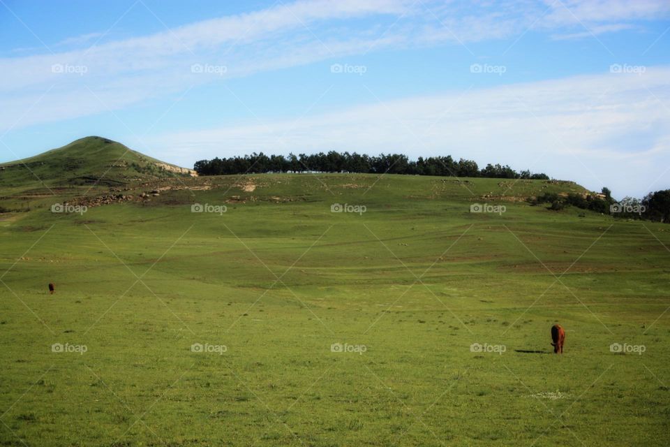 beautiful countryside with green rolling hills.