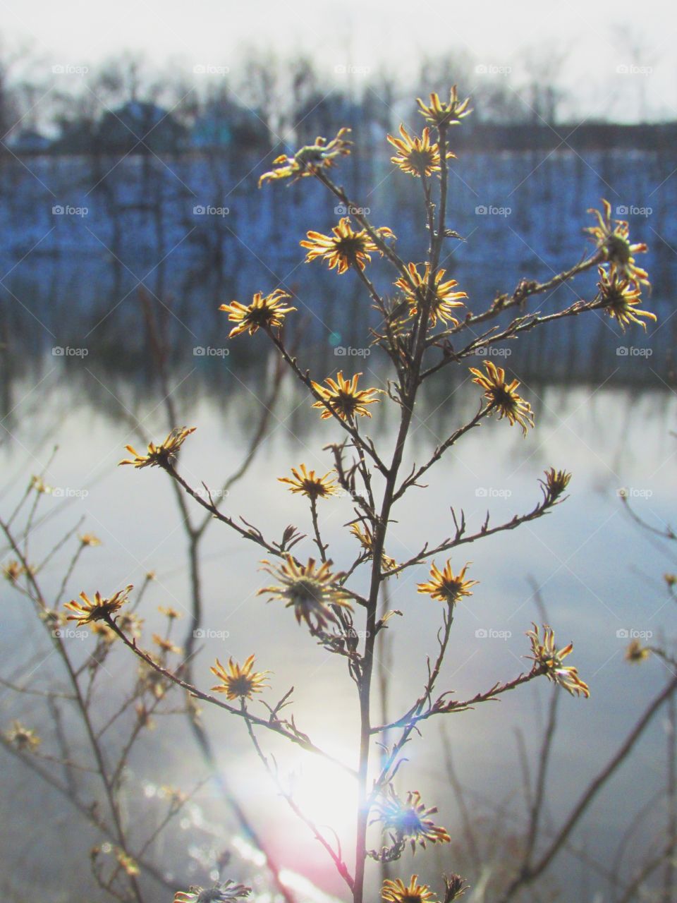 Wintry River Bank