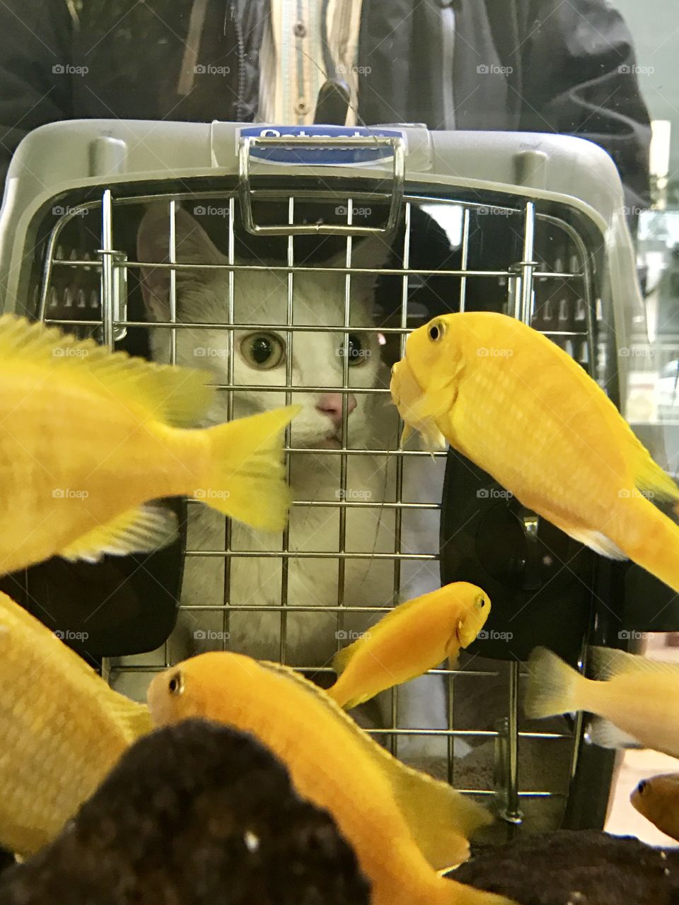 Cat and Fish Talk