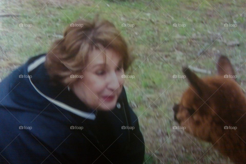 An Alpaca gets Friendly with Mom
