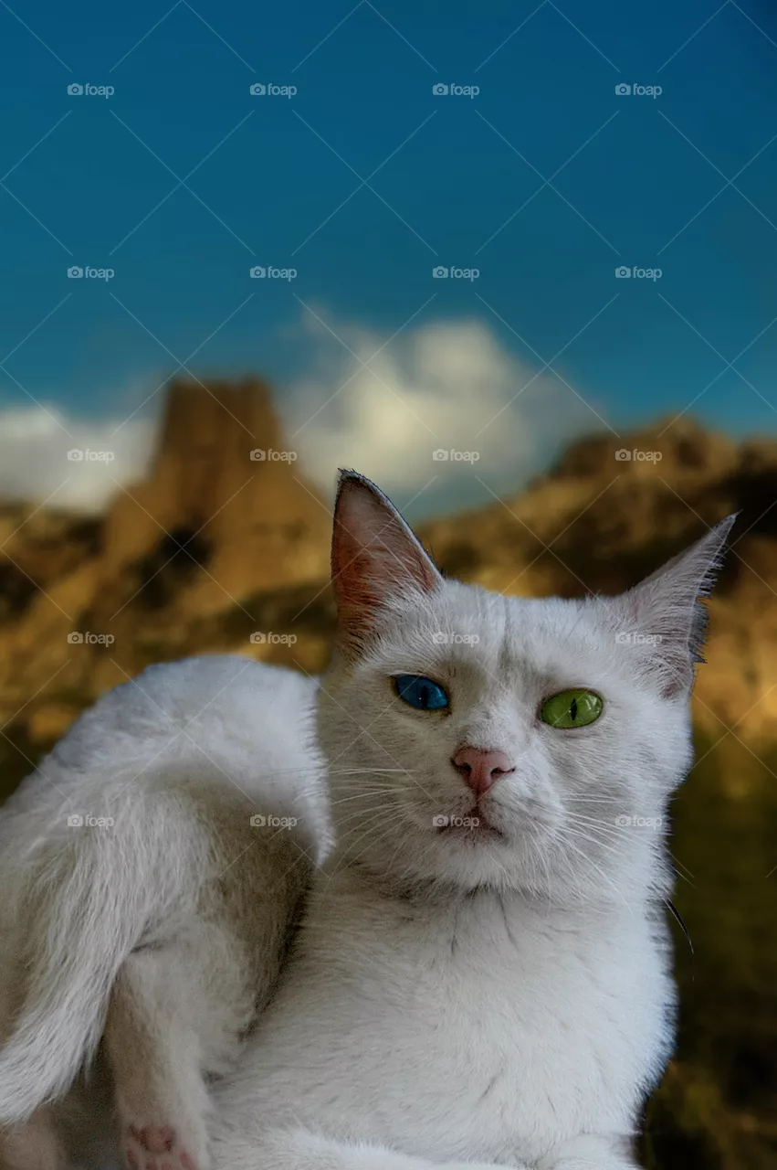 Van Cat