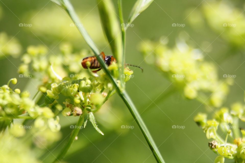 Beetle on plants