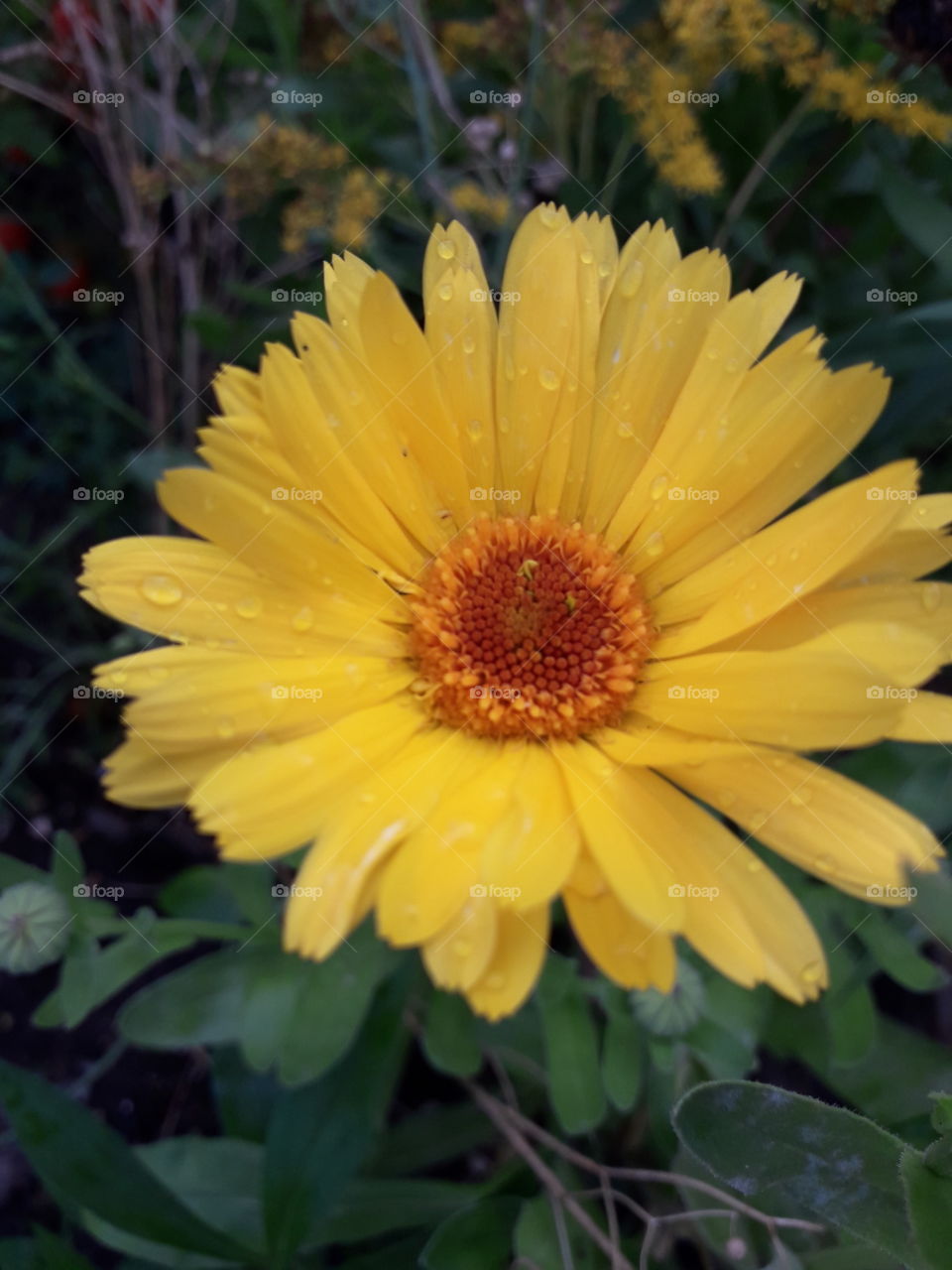 little yellow sunflower