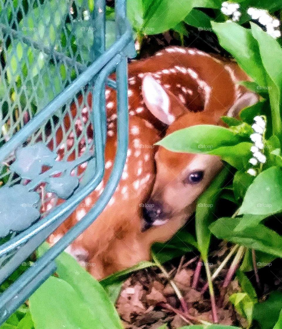 Baby Fawn