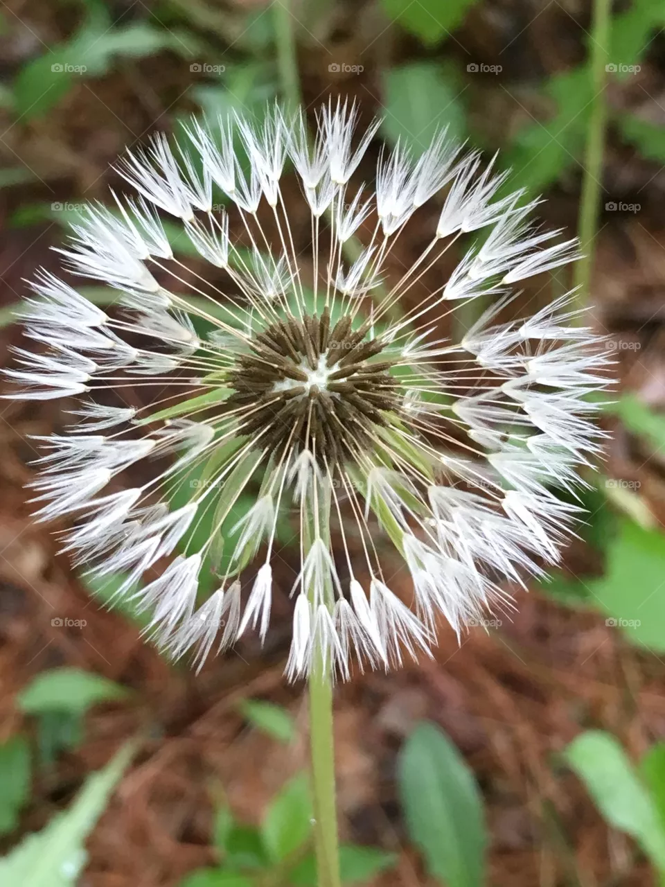 Perfect dandelion umbel during Summer in Maine.