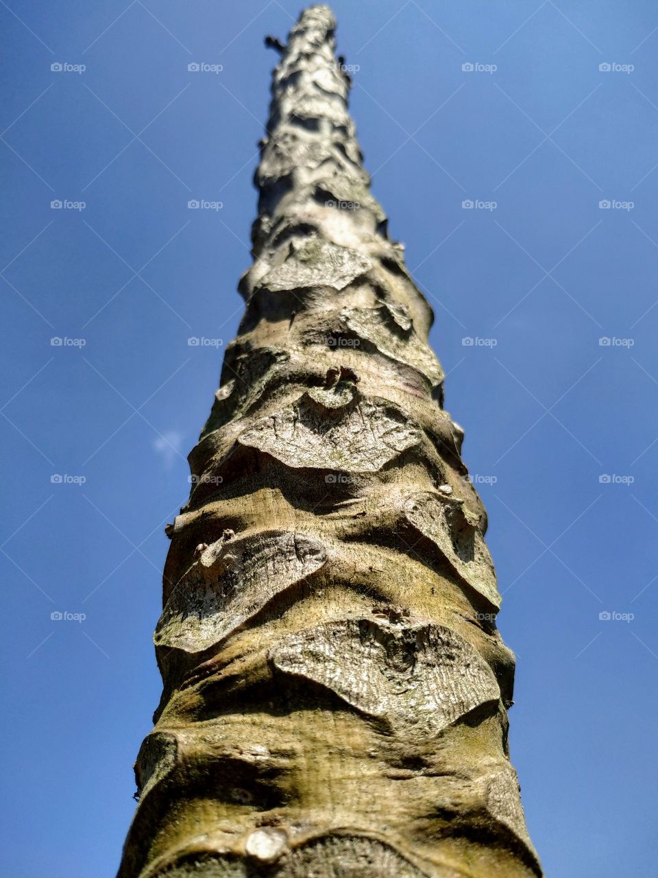 old papaya tree texture with blue sky background