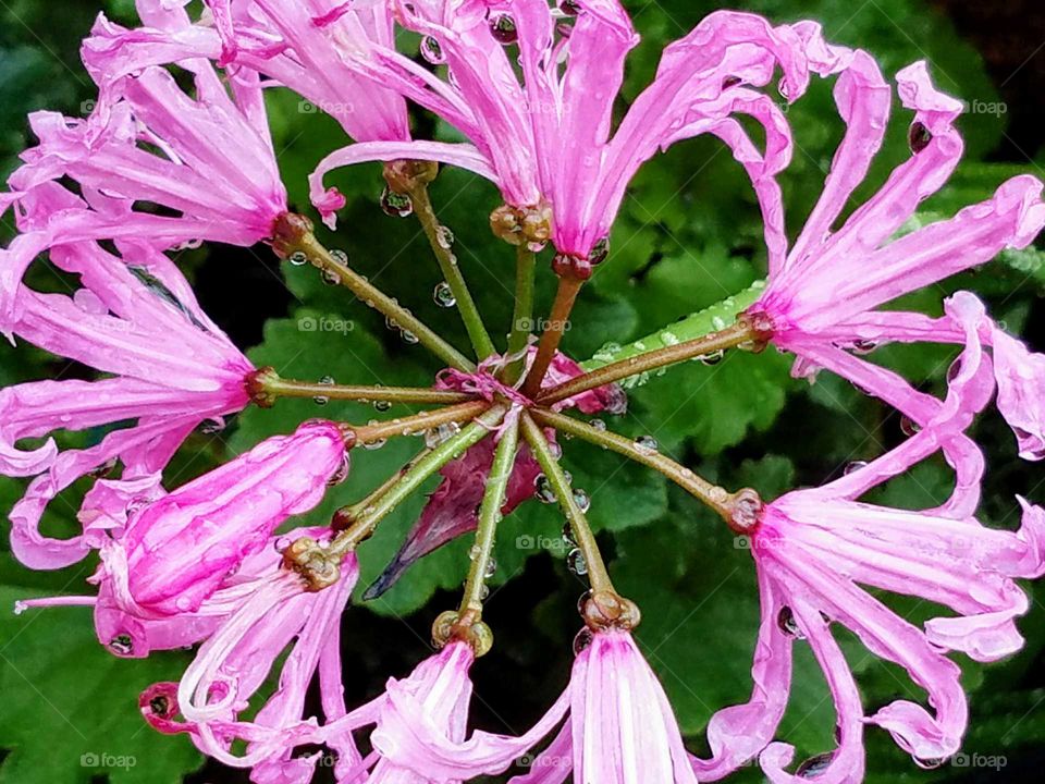 Flowers water drops