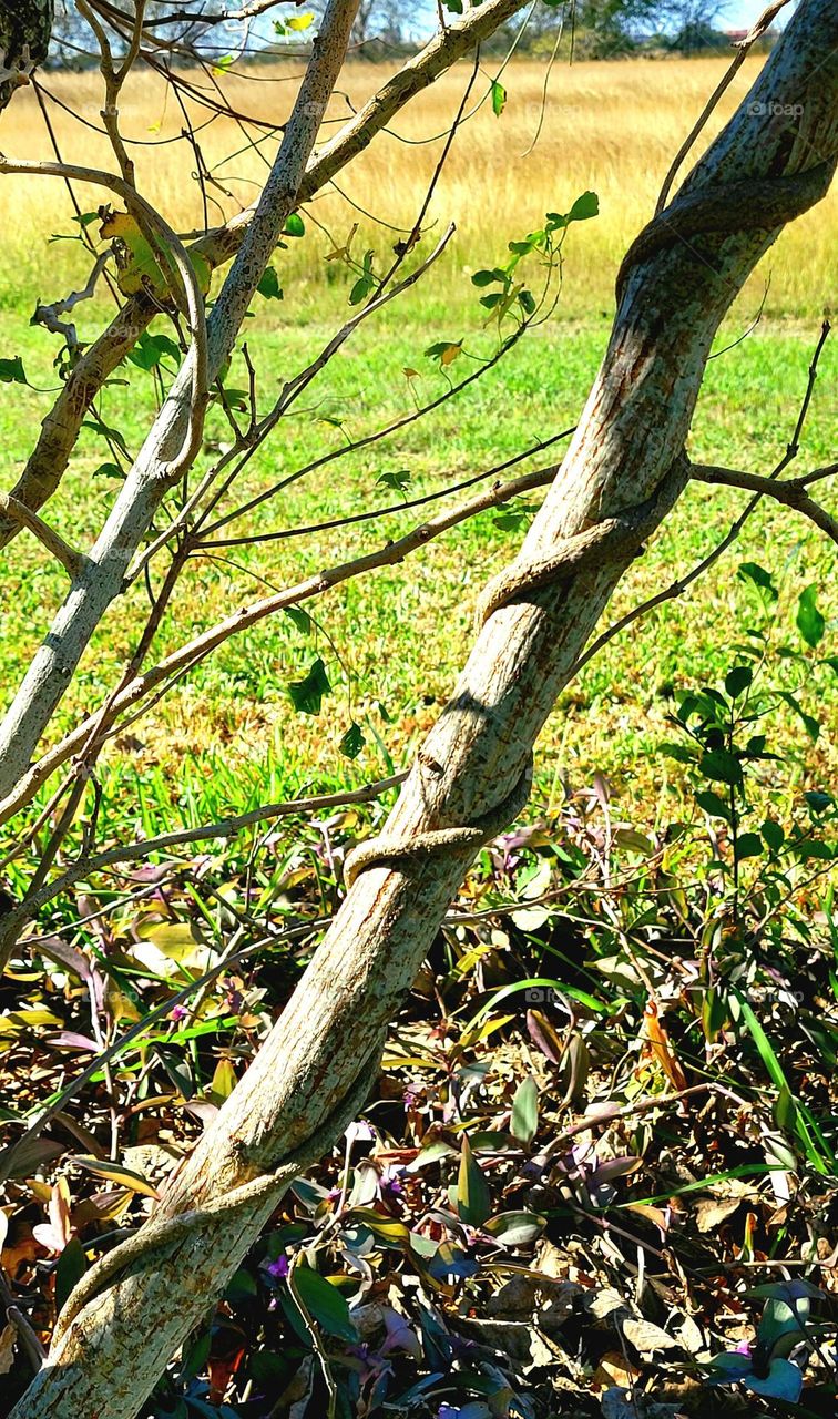 Tree wrapped around itself