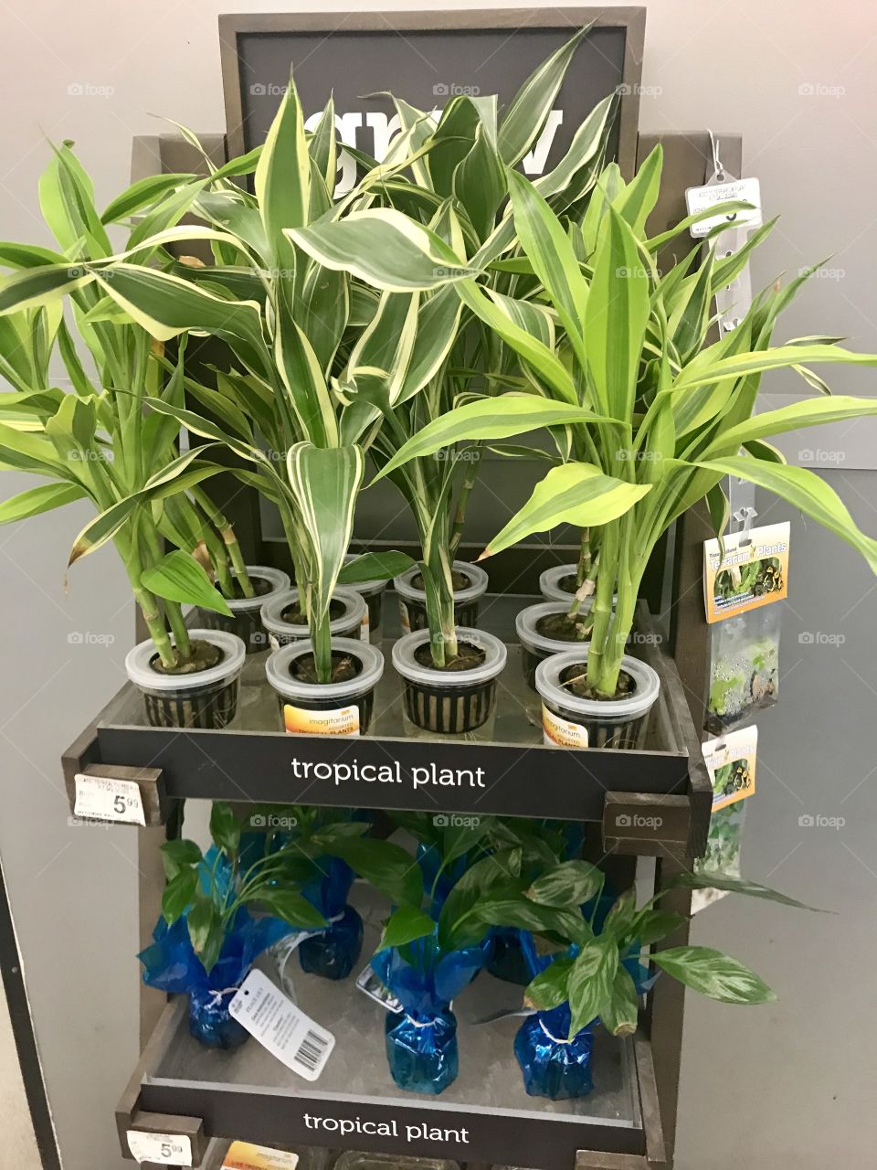 Beautiful,Tropical, green plants on display at the Local pet store located in America, USA