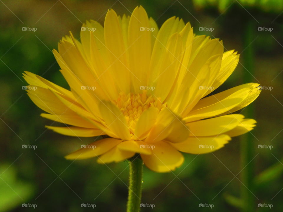 beautiful flowers Calendula officinalis, the pot marigold, ruddles, common marigold or Scotch marigold, is a plant in the genus Calendula of the family Asteraceae.