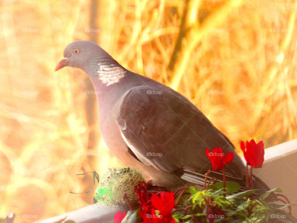 Balcony visitor