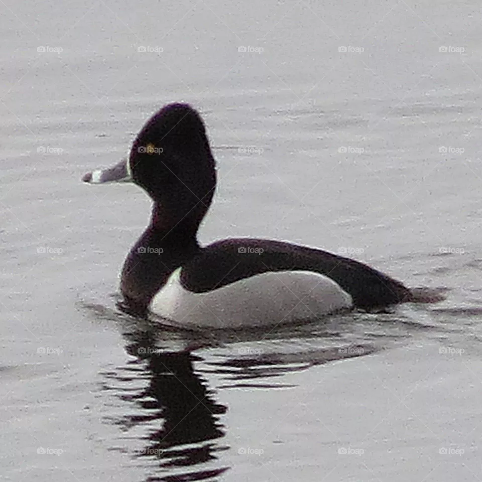 Ring necked duck