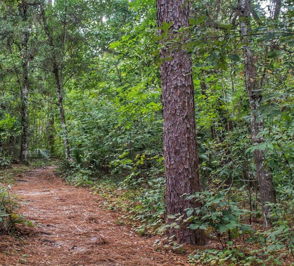 A path in the woods. A path found in the forest of Orlando, Florida 