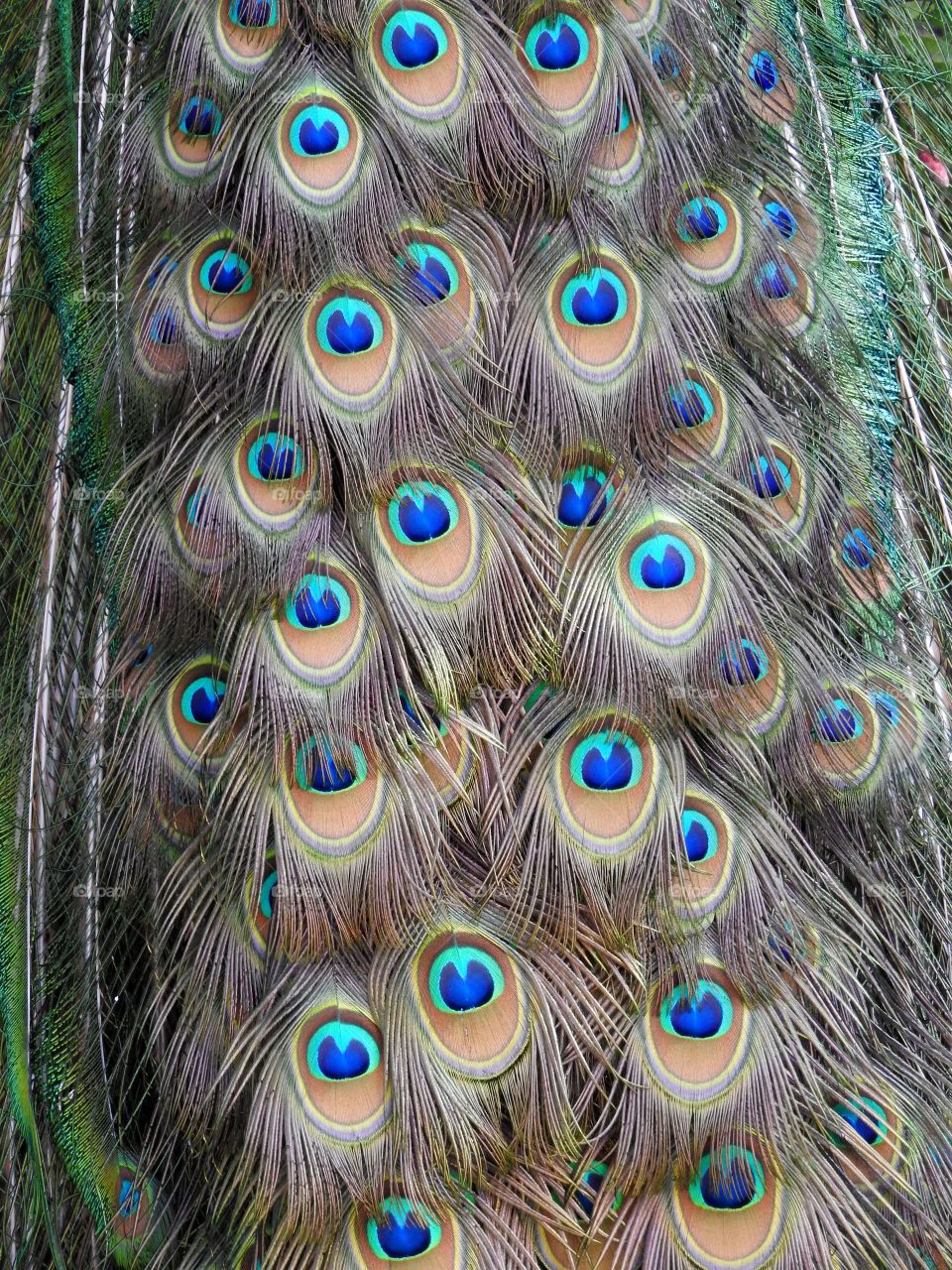 Peacock Close-up