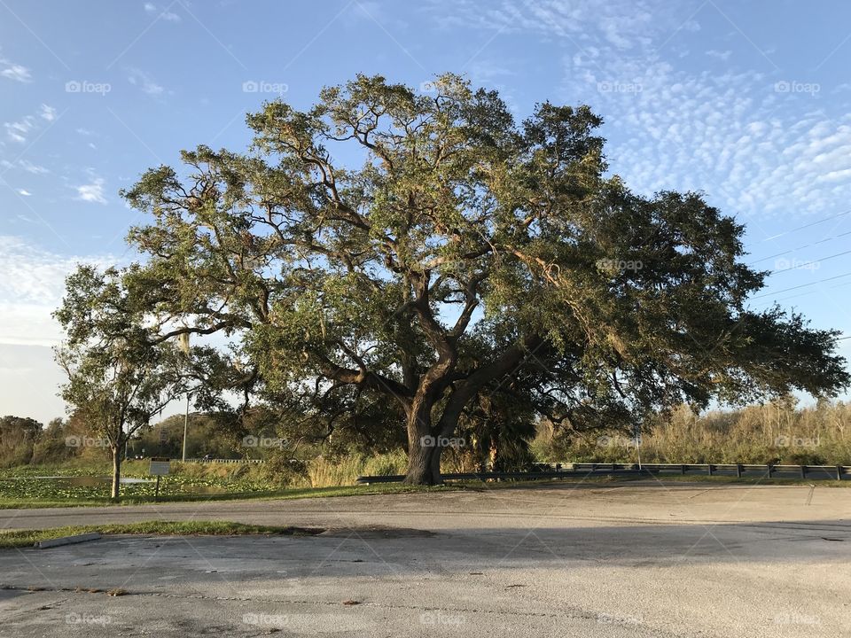Tree in Florida. 