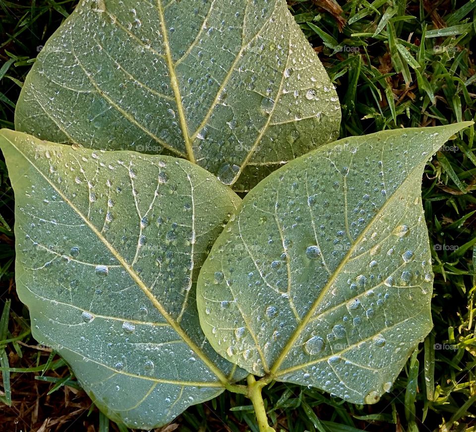 Foap Mission, Portrait of a Plant! Morning Dew On Thr Leaves Of A Tree!