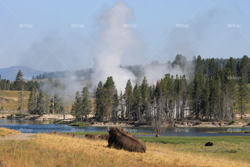 Buffalo laying in front of a steaming lake at Yellowstone National Park.
