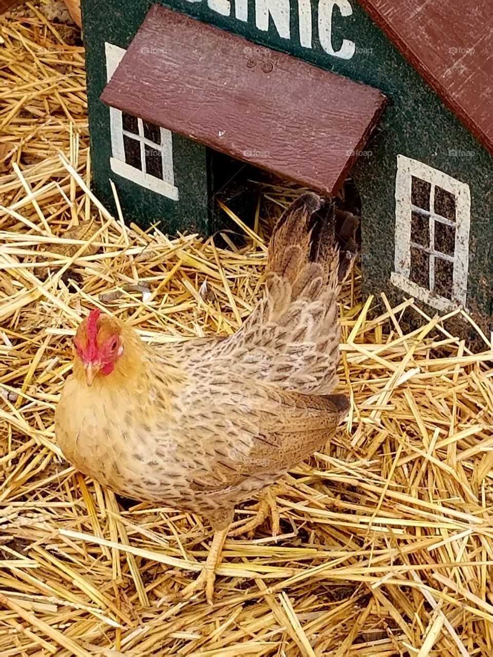 chicken walking in the hay, animal