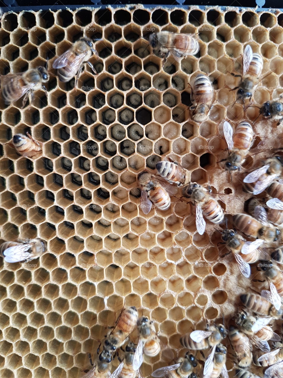 Bees with Lavae