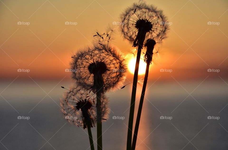 fluffy dandelions on sunrise sea and sky background in gdynia, poland