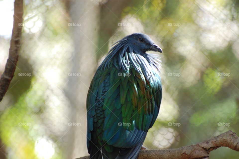 pretty bird florida by cwassi