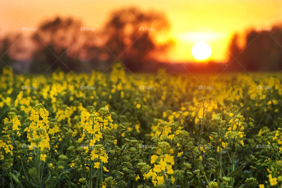 Sunset on a rapeseed field