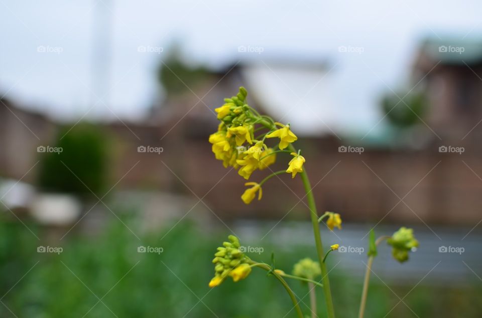 flowers