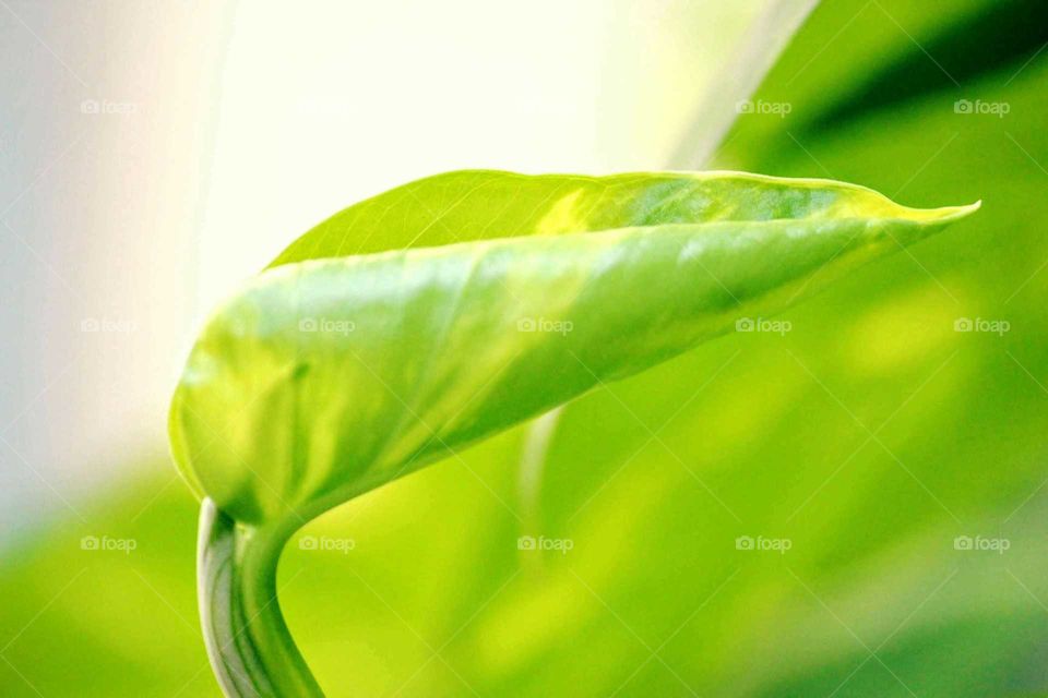 new green leaf