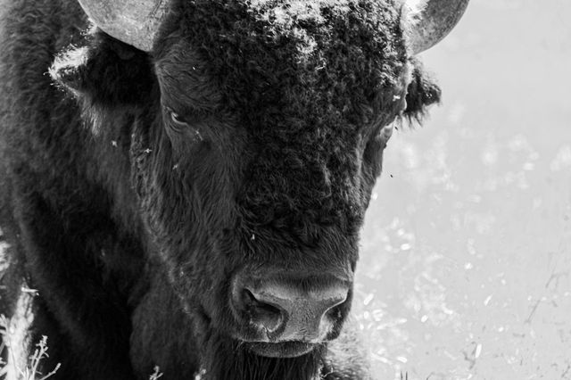 In the eyes of the buffalo 