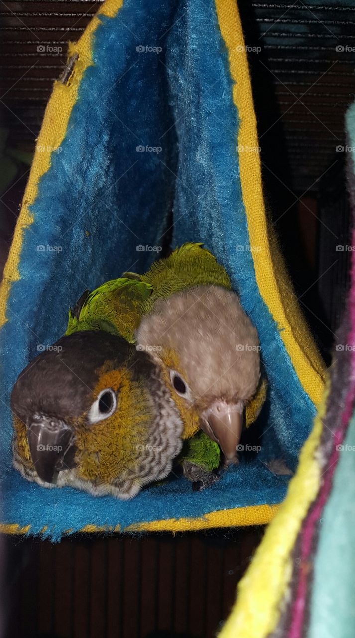 two birds snuggled in a happy hut bird bed