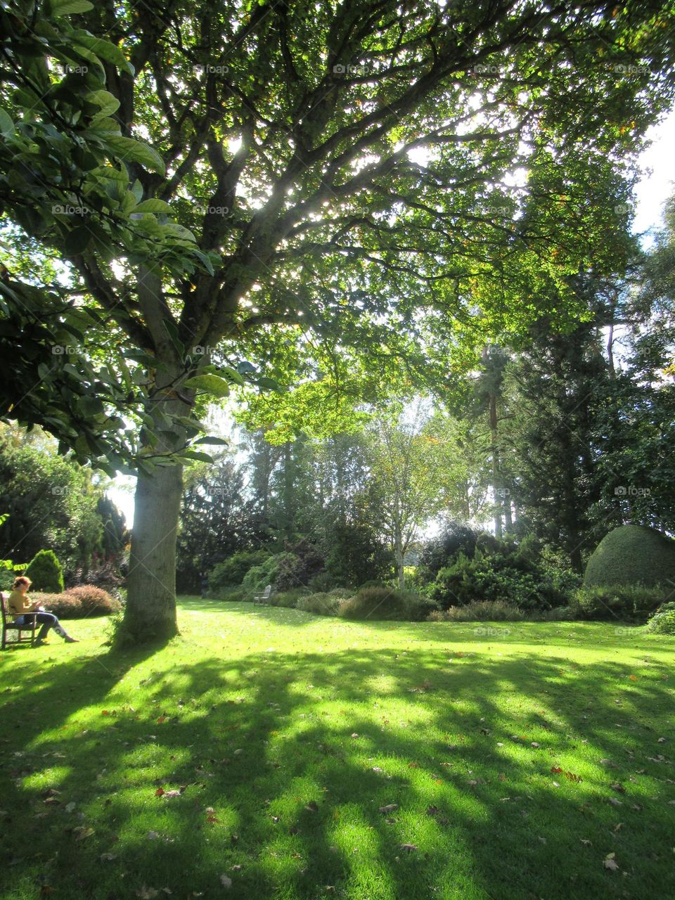 warm autumn sunshine shining through the trees