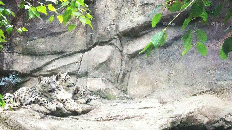 Snow Leopard Family