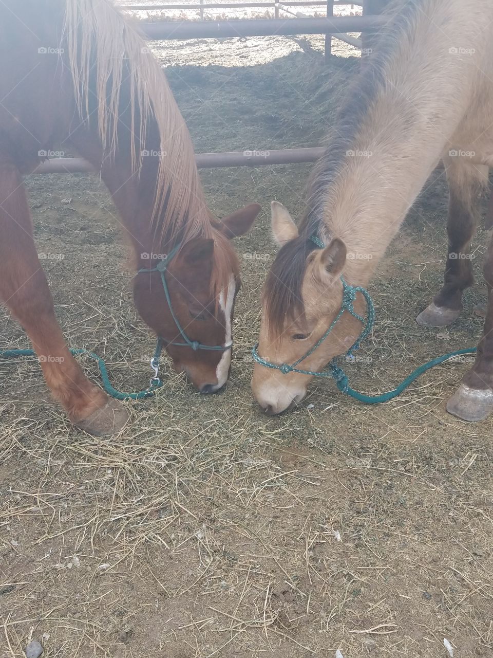 Two horses eating hay