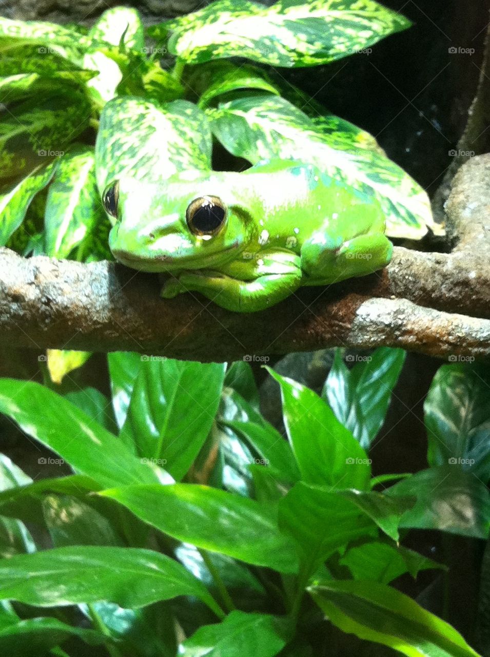 Green frog on a stick