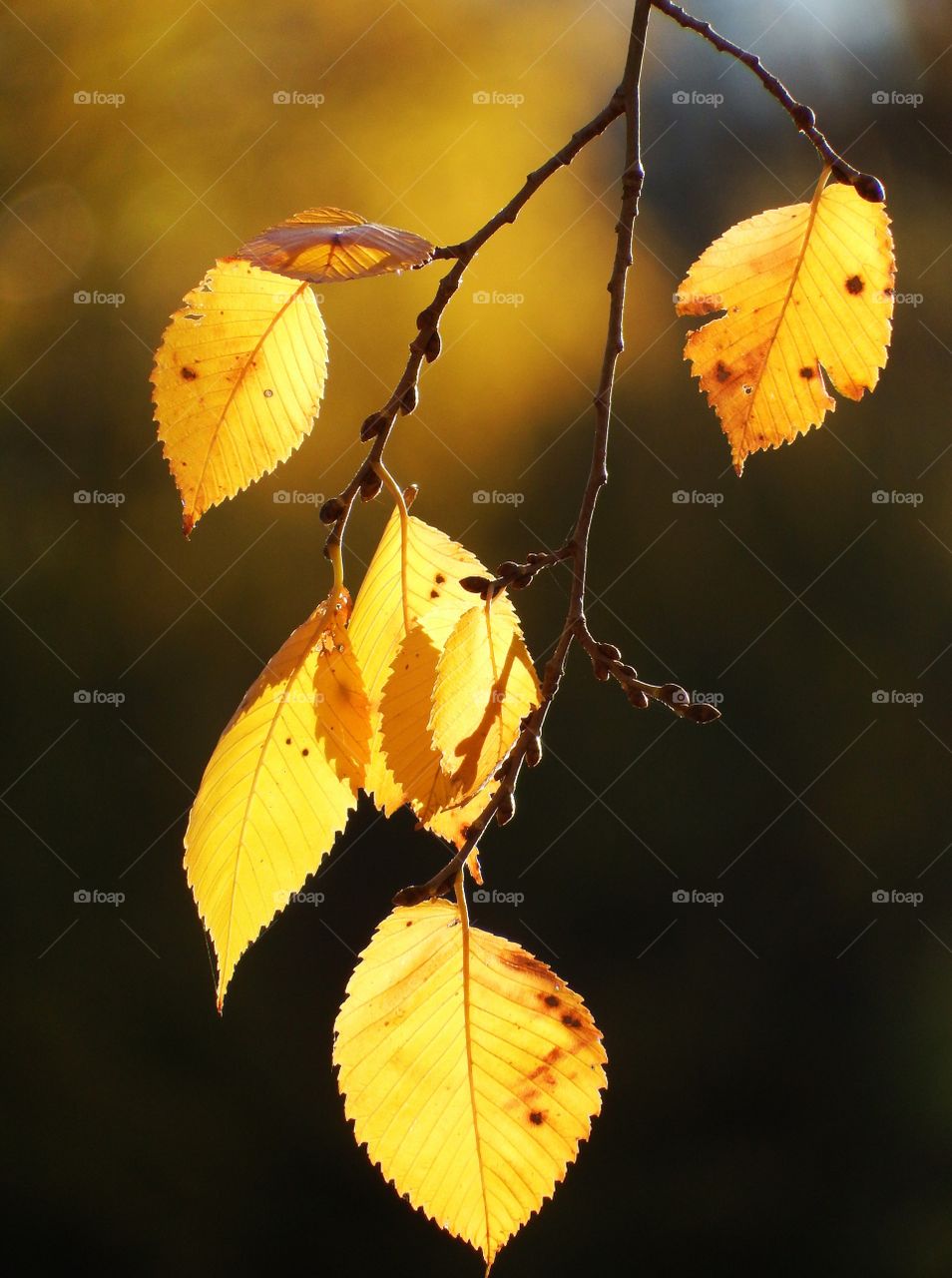 Beautiful golden autumn leaves backlit by the sun in the morning.
