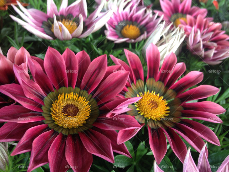 GERBER DAISY