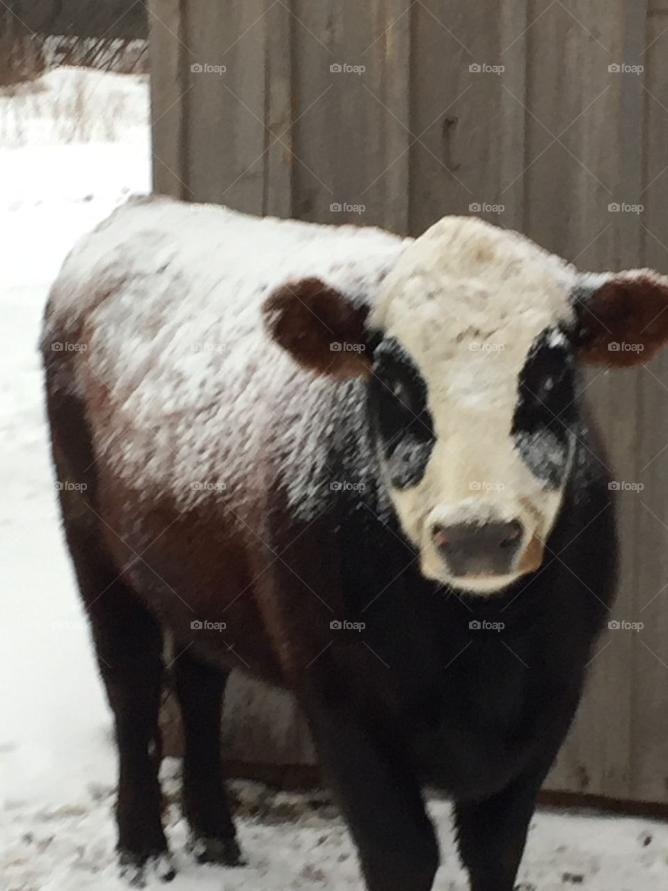 My Herford I see a little snow today a little more white than red Beautiful livestock.