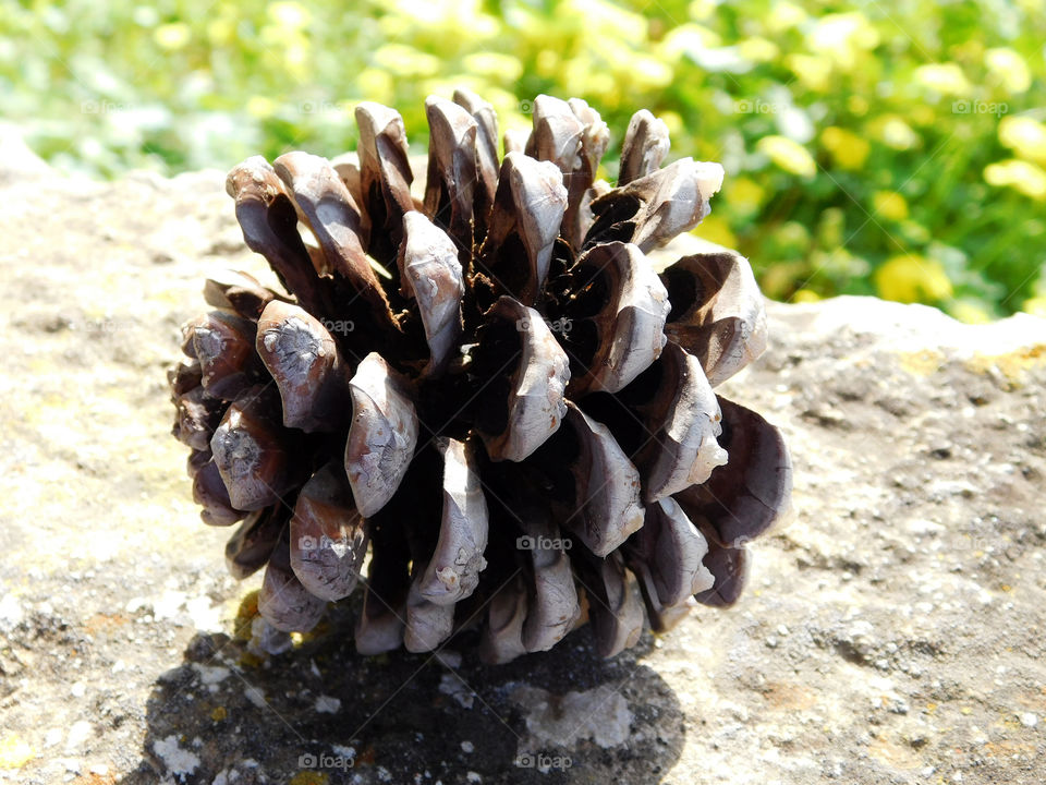 pine cone