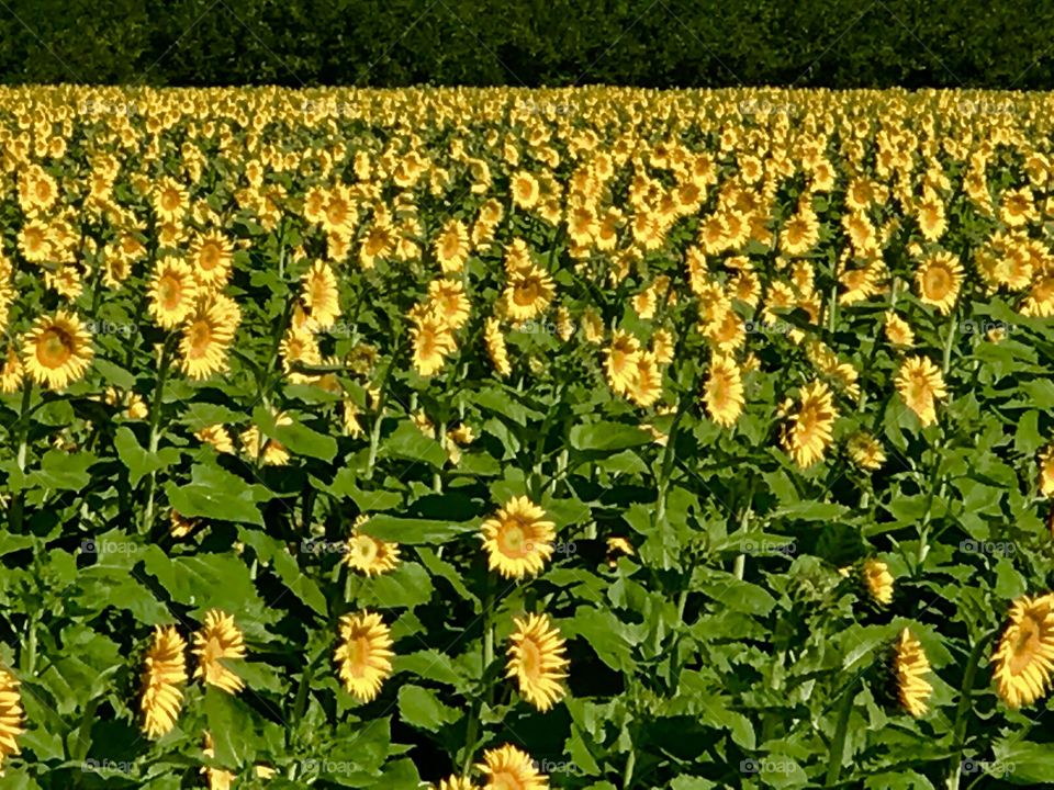 More sunflowers 